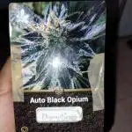 Black opium auto