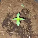 Ripper seeds Kmintz