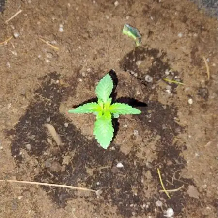Ripper seeds Kmintz