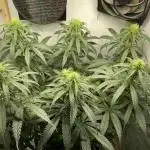 💊 CBD Mazar by Dutch Passion (Medical Grow)