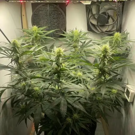 💊 CBD Mazar by Dutch Passion (Medical Grow)
