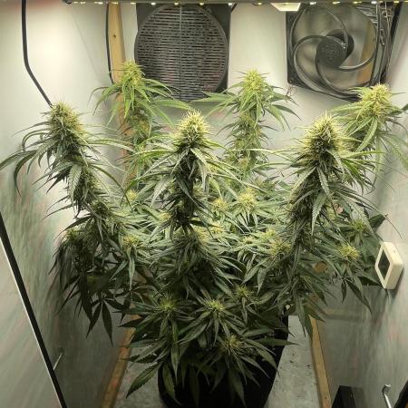 💊 CBD Mazar by Dutch Passion (Medical Grow)