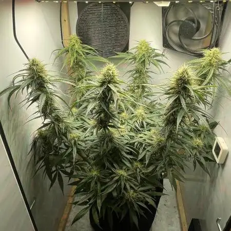 💊 CBD Mazar by Dutch Passion (Medical Grow)