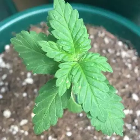 White Widow
