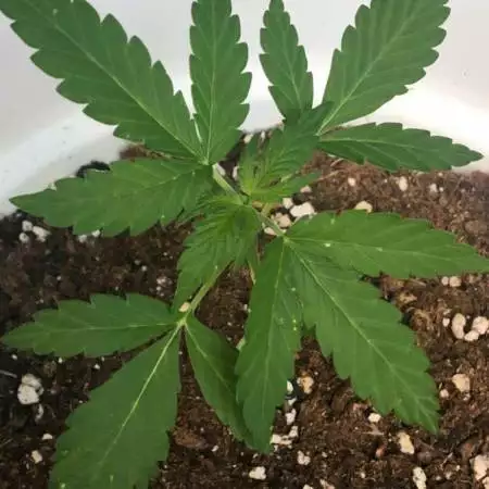 Amnesia Auto CBD