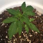 Dinamed CBD Auto