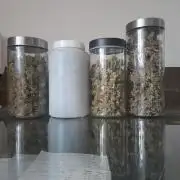 Zamnesia scrog