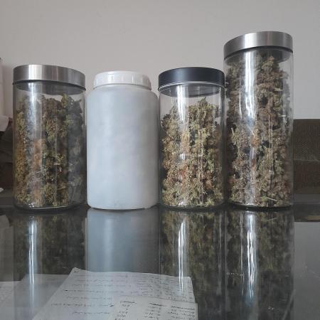 Zamnesia scrog