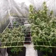 Zamnesia scrog