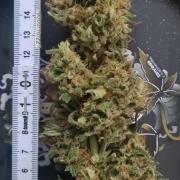 sticky Broccoli Auto Eternity Grow 2026