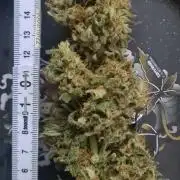 sticky Broccoli Auto Eternity Grow 2026