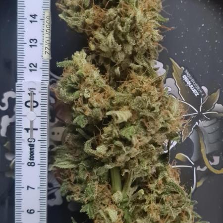sticky Broccoli Auto Eternity Grow 2026
