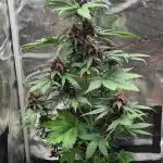 Triple Auto Grow Summer 2025
