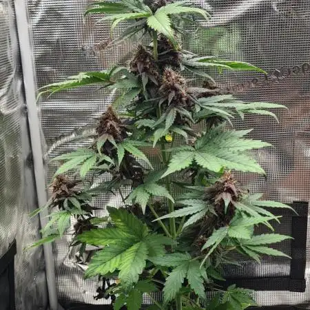 Triple Auto Grow Summer 2025