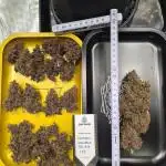 Triple Auto Grow Summer 2025