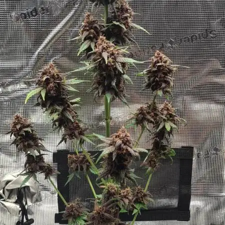 Triple Auto Grow Summer 2025