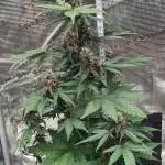 Triple Auto Grow Summer 2025