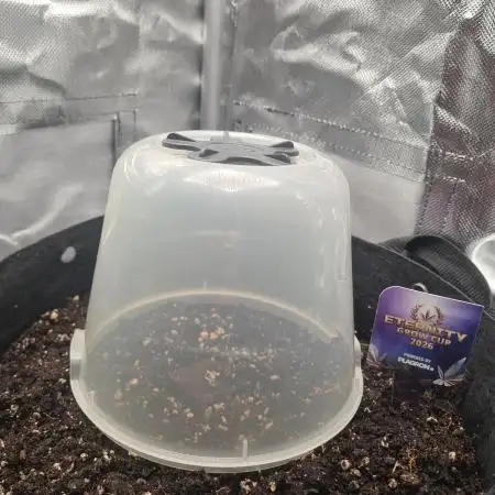 sticky Broccoli Auto Eternity Grow 2026