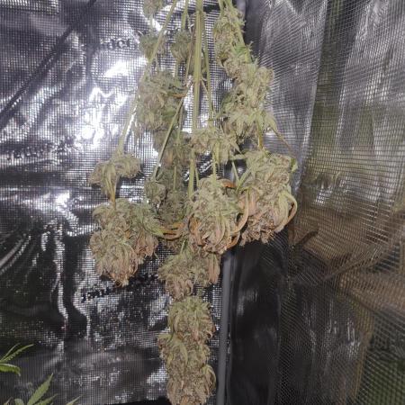 Triple Auto Grow Summer 2025