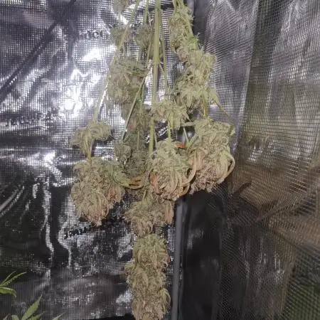 Triple Auto Grow Summer 2025