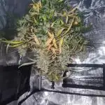 Triple Auto Grow Summer 2025
