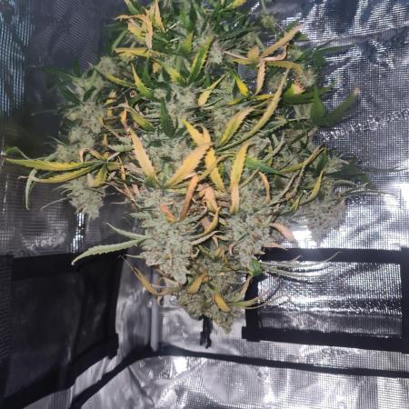 Triple Auto Grow Summer 2025