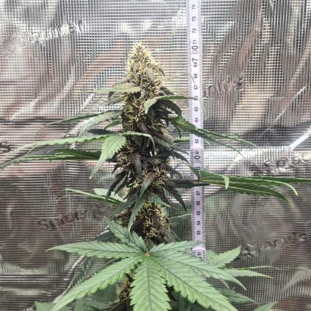 Triple Auto Grow Summer 2025