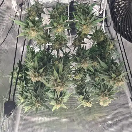 sticky Broccoli Auto Eternity Grow 2026