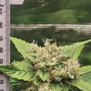 sticky Broccoli Auto Eternity Grow 2026