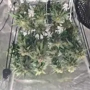 sticky Broccoli Auto Eternity Grow 2026