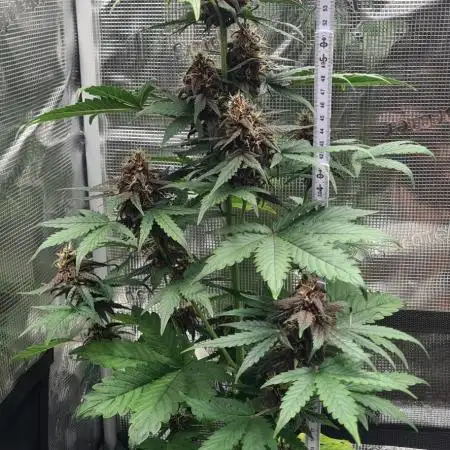 Triple Auto Grow Summer 2025