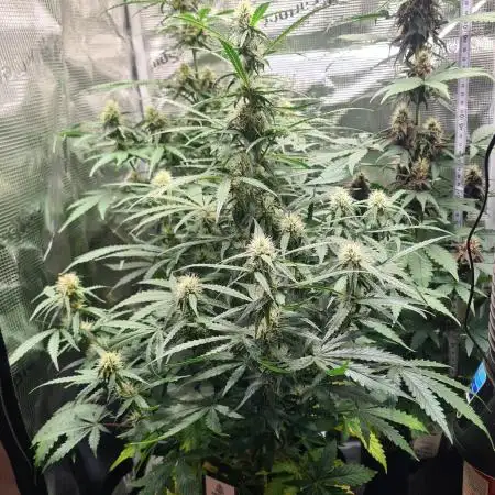 Triple Auto Grow Summer 2025