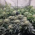 Growjourney in Livingsoil