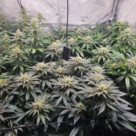 Growjourney in Livingsoil