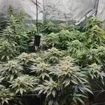 Growjourney in Livingsoil