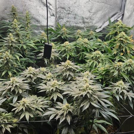 Growjourney in Livingsoil