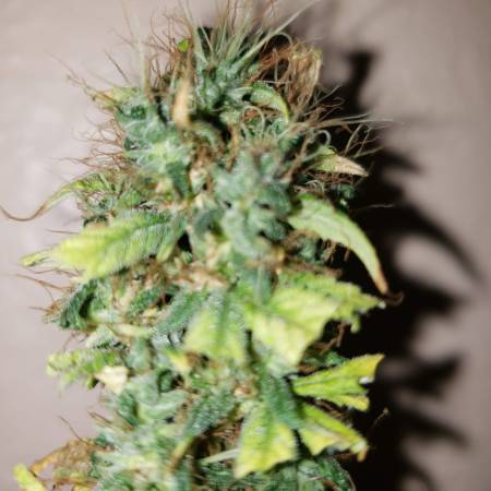 Blue Dream (Humboldt Seeds)