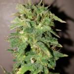 Jack Herrer (Seedsman)