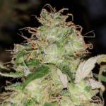 Critical (Royal Queen Seeds)