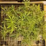 Fast & Fruity: Cherry Auto Ride
