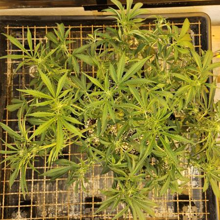 Fast & Fruity: Cherry Auto Ride