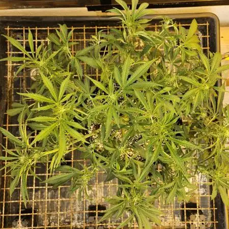 Fast & Fruity: Cherry Auto Ride