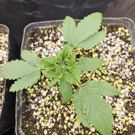 Fast & Fruity: Cherry Auto Ride