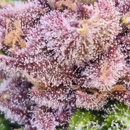Fast & Fruity: Cherry Auto Ride