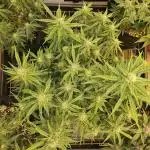 Fast & Fruity: Cherry Auto Ride
