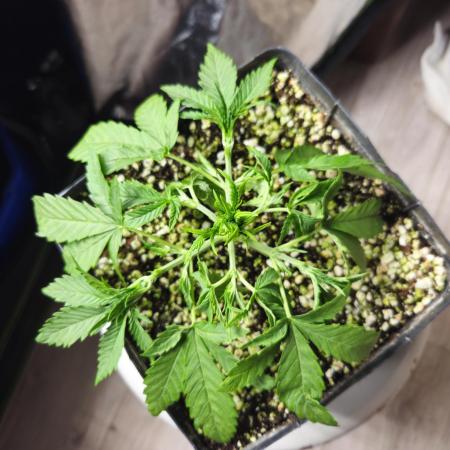 Fast & Fruity: Cherry Auto Ride