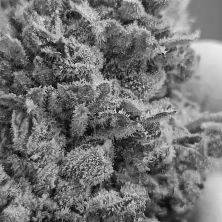 Fast & Fruity: Cherry Auto Ride