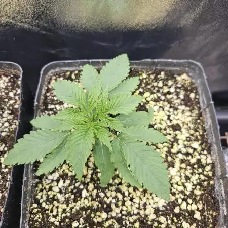 Fast & Fruity: Cherry Auto Ride