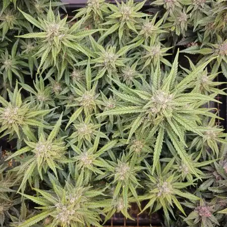 Fast & Fruity: Cherry Auto Ride