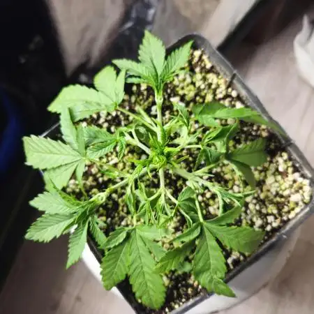 Fast & Fruity: Cherry Auto Ride